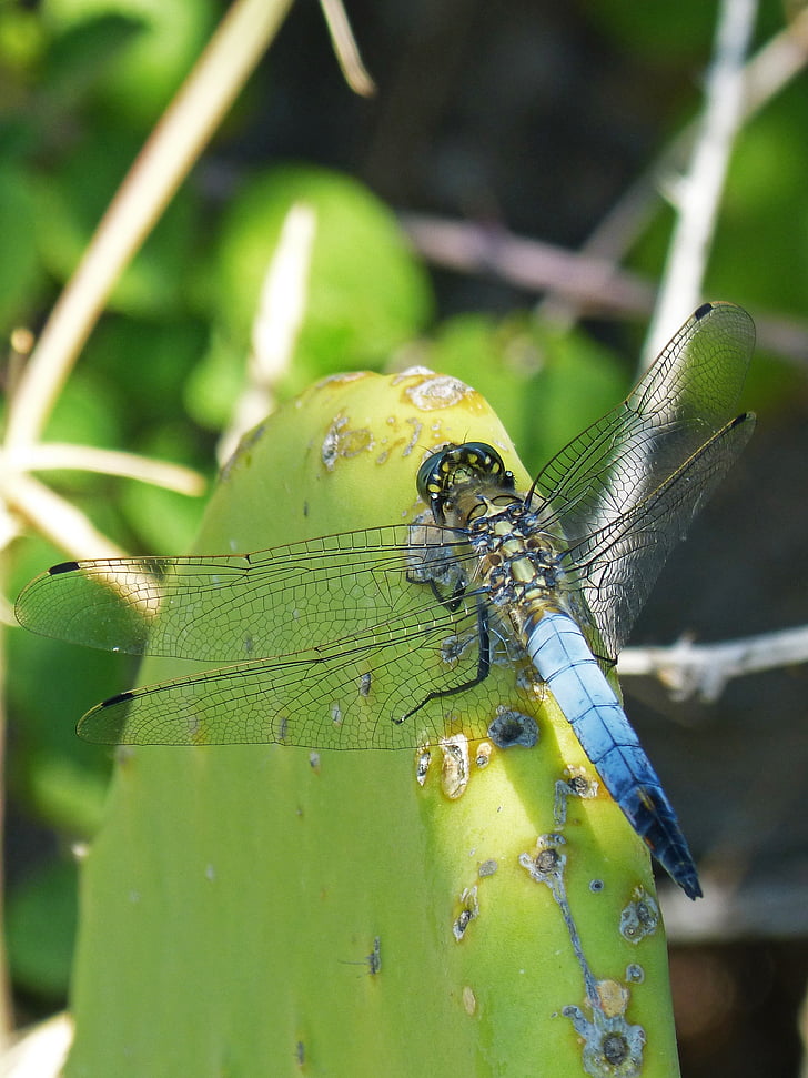водни кончета, кактус, влажните зони, синя dragonfly, orthetrum cancellatum