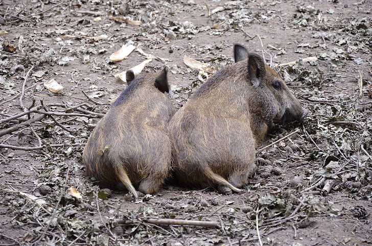 wild boars, little pig, funny, small, forest, ground, piglet