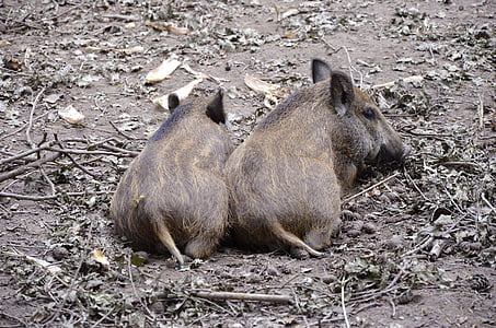 야생 boars, 작은 돼지, 재미, 작은, 숲, 지상, 돼지