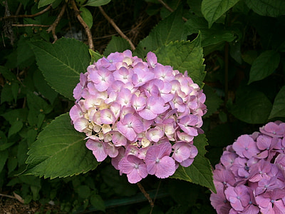 hortenzie, letní květiny, růžový květ, fialové květiny