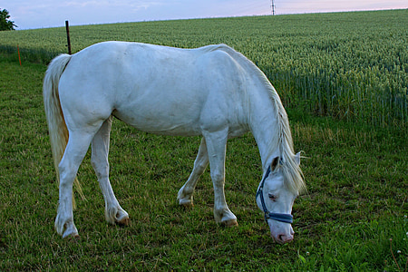 horse, mold, grazing, evening light, pasture