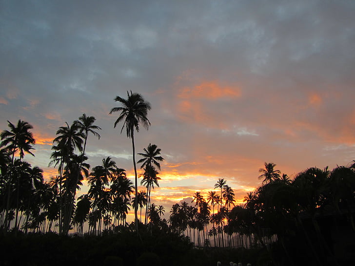 palm trees, hawaii, ocean, sunrise