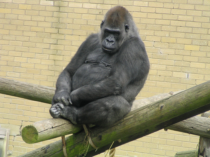 gorila, APE, Zoo, Wild, volně žijící zvířata, Beast, silná