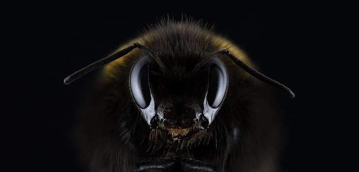 Hummel, Bombus, ojo, insectos, picadura de, antenas, abeja