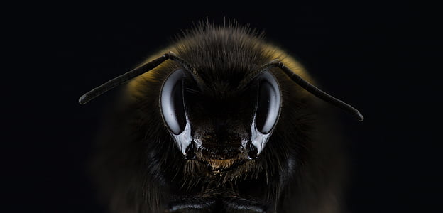 Hummel, Bombus, öga, insekt, STING, antenner, Bee