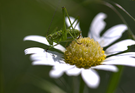 szöcske, zöld, virág, rovarok (Insecta), természet, Kamilla