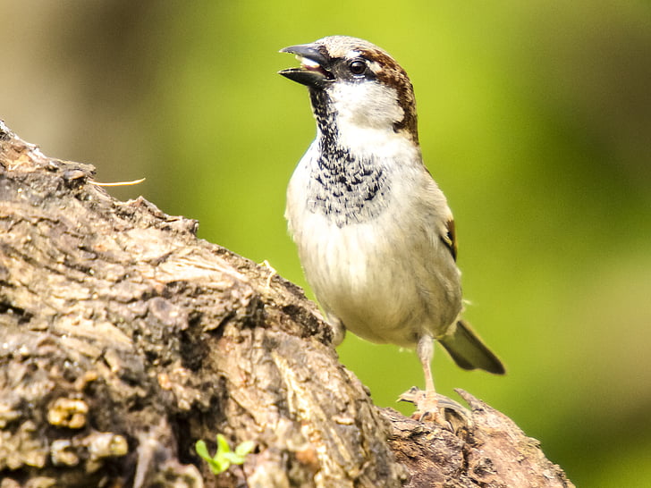 house sparrow, sperling, bird, songbird, garden bird, nature, animal