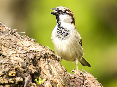 House sparrow, sperling, burung, Songbird, Taman burung, alam, hewan