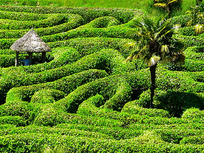 labyrint, labyrint, glendurgan, haven, Cornwall, sydlige kirtel, Storbritannien