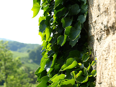 ivy, climber, wall, overgrown, natural stone, nature, leaf