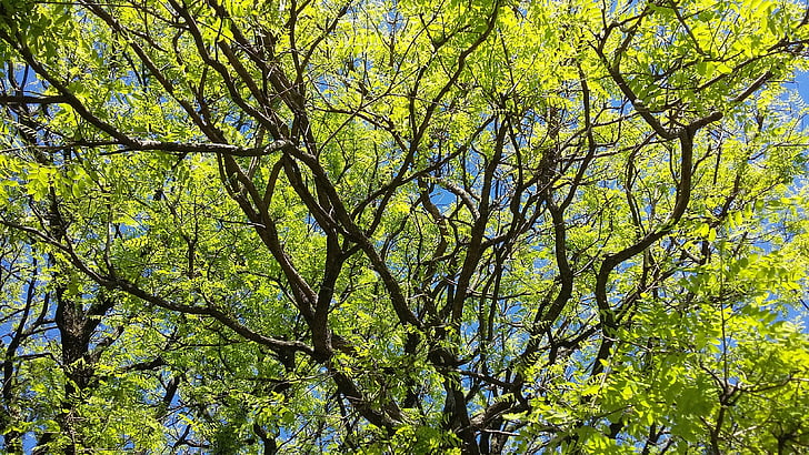 větvičky, listy, strom, rostliny, život