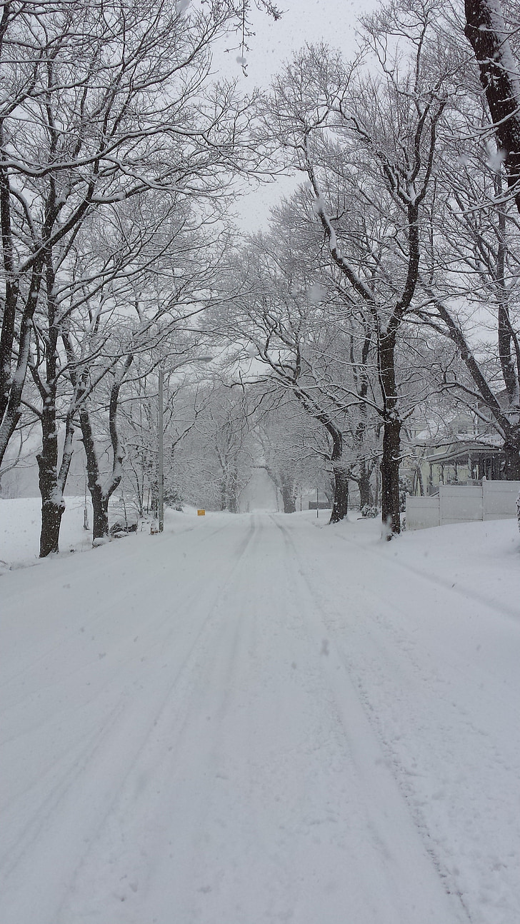 l'hivern a Nova Anglaterra, arbres coberts de neu, Massachusetts, tranquil, temporada, paisatge, neu
