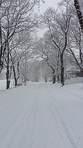 vinter i new england, sne dækket træer, Massachusetts, fredelig, sæson, landskab, sne