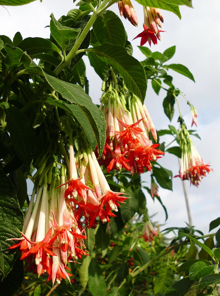 Fuchsia boliviana, fucsia, flores, planta de envase, planta ornamental, planta, floración