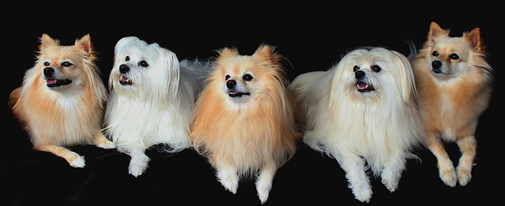 šunys, Pamario vaivadija, Maltos, sustatyta, dėmesio, geras, brangūs