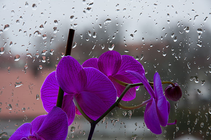 orchis, violet, flower, drops, pane