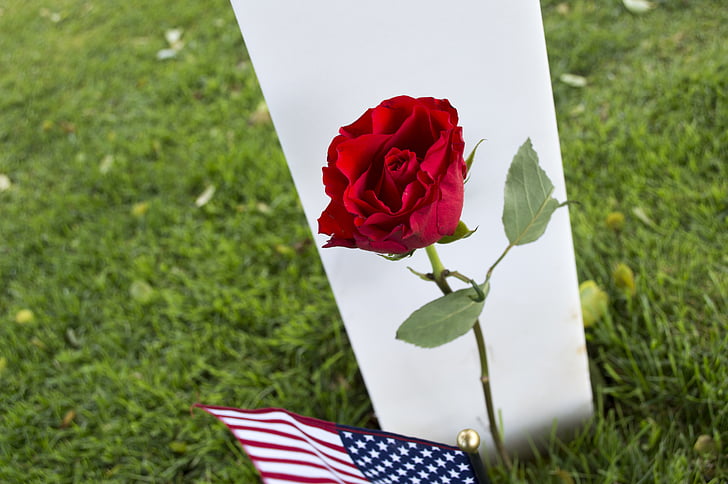 цвете, розово, червен, водопад, Американски гробището, Нормандия, възпоменание