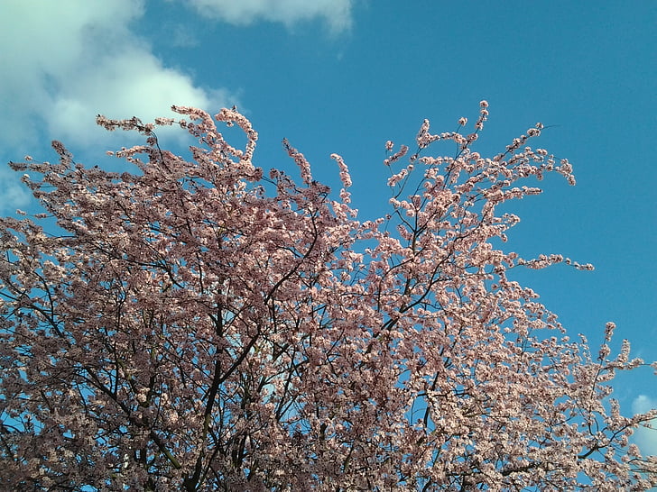 forår, træ, blomst, Sky, lyserød blomst, grene, Pink