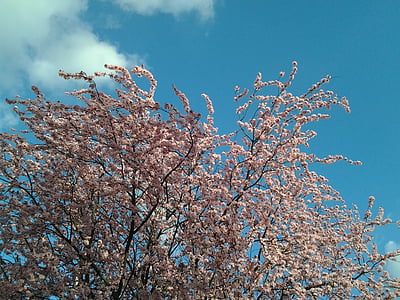 jaro, strom, květ, obloha, růžový květ, pobočky, růžová