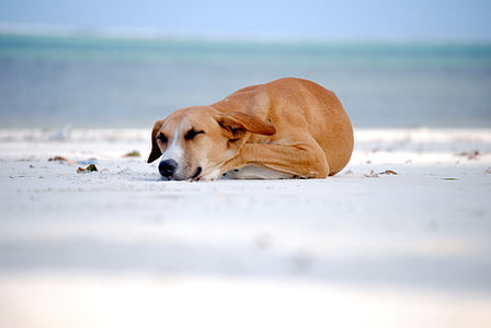 狗, 沉睡的狗, 睡觉, 动物, 一种动物, 海, 海滩