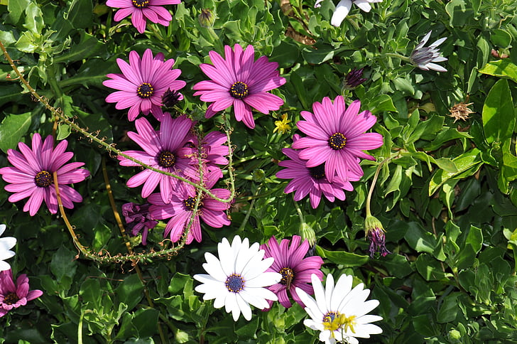 letné kvety, Daisy, fialová, biela, Príroda, rastlín