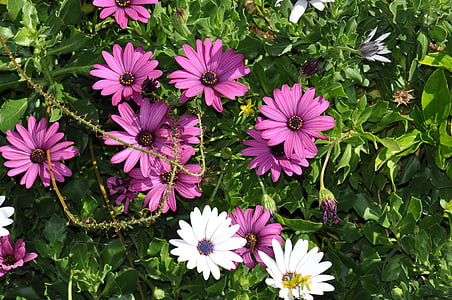 bunga musim panas, Daisy, ungu, putih, alam, tanaman