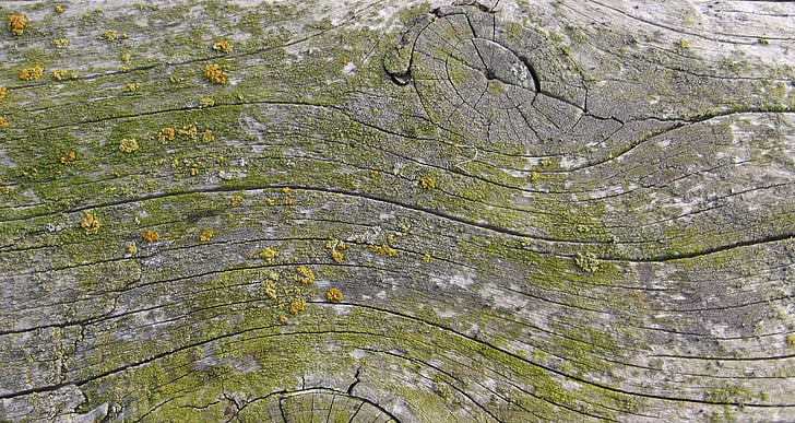 Moss, træ, væver, bestyrelsen, gamle, forvitret, baggrund