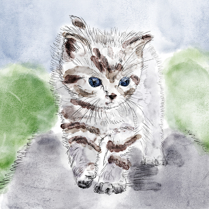 kat, Kitten, tekening, kuiken, grijs, Aquarel