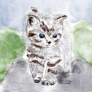 kočka, kotě, kresba, kočka, šedá, Akvarel