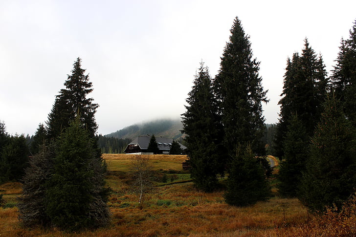 Šumava, šuma, drvo, magla, kuća, običan, jesen