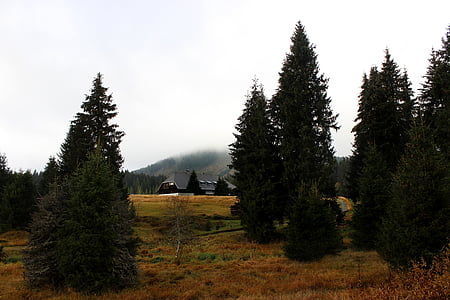 Šumava, erdő, fa, köd, ház, egyszerű, ősz