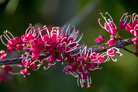 pink euodia, melicope elleryana, tree, blossom, flowers, pink, white