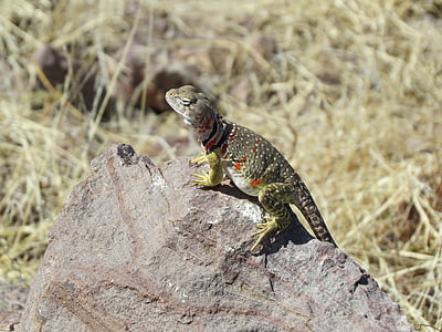lézard, reptile, coloré, sauvage, Nouveau-Mexique, nature