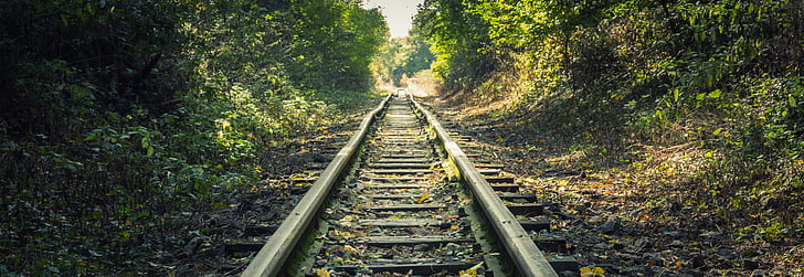 forest, railway, track, railroad Track, transportation, train, steel