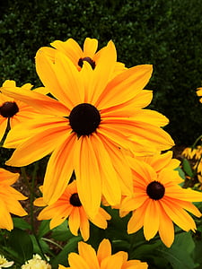 flors, flor, flor, planta, natura, groc, barret per al sol
