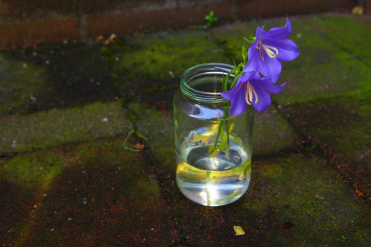 Campanula, vaso, água, pequeno, flor, feliz, luz do sol