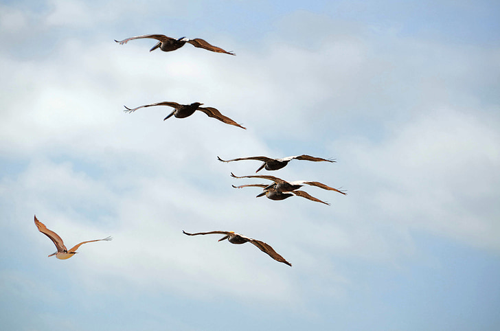 pelikaner flyr, pelikaner, dyreliv, fuglen, natur, vann, Pelecanus