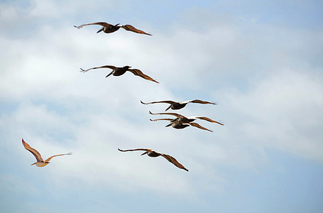 flying Pelicans, Pelicans, Wildlife, lind, loodus, vee, pelecanus