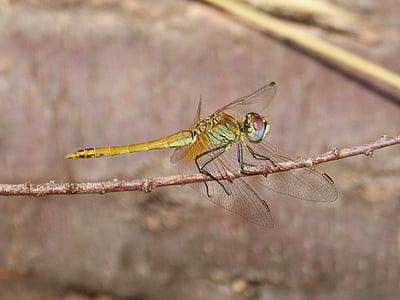 Dragonfly, tak, gevleugelde insecten, annulata trithemis