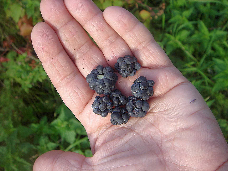 BlackBerry, ręka, owoce, palmy, niebieski
