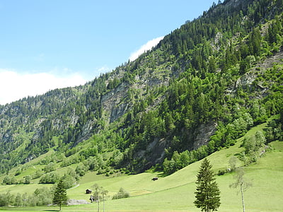 austria, mountains, meadow, forest, nature, landscape, salzburg