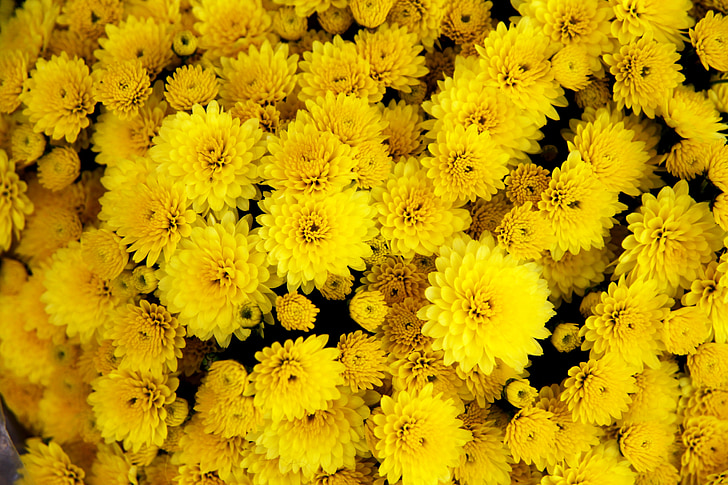 chrysanthemum, flower, yellow, bloom, blossom, petal, floral
