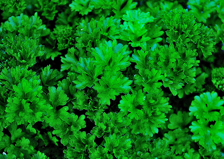 parsley, aromatic herbs, green, garden, close, eat, kitchen
