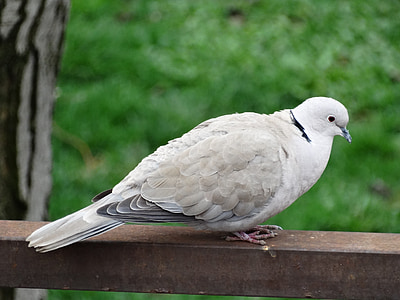 pigeon, birds