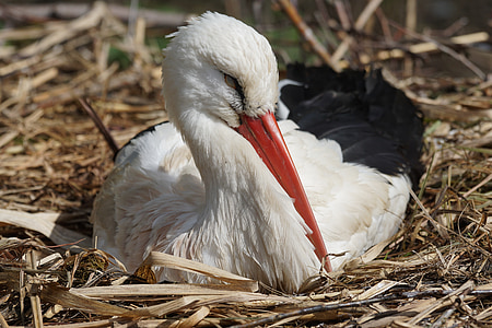 white stork, rattle stork, stork, bird, nest, breed, dom
