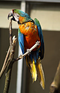 pappagallo, Ara, uccello, pappagalli, uccelli, Tropical, colorato