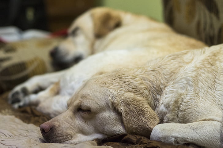labrador, wet dog, sleeping dog