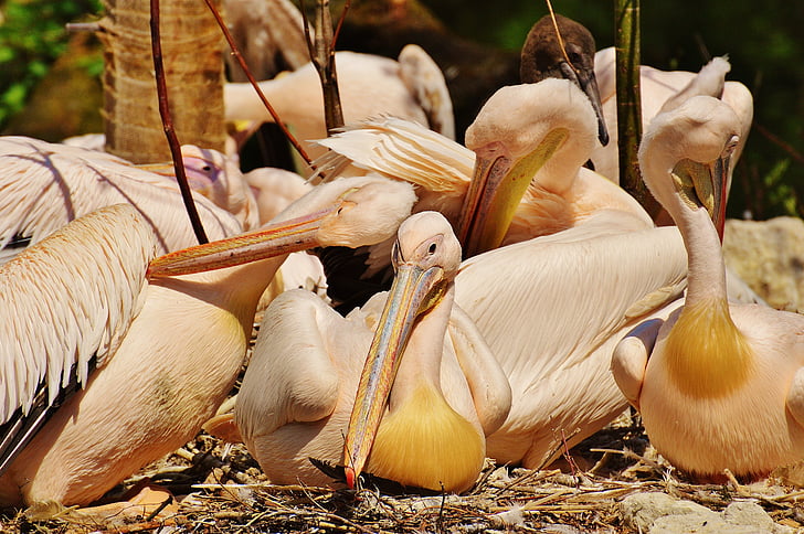 pelicanos, aves, Bill, animal, plumagem, retrato animal, relha