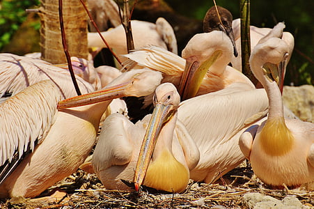 Pelicans, ocells, projecte de llei, animal, plomatge, Retrat d'animals, Coulter
