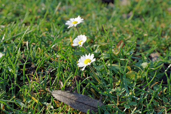 Daisy, Blume, Blüte, Bloom, Natur, in der Nähe, Anlage